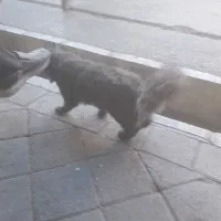 گربه خاص|گربه|خوی, |دیوار