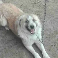 سگ گمشده مژدگانیش ۲ ملیون هست|حیوانات|نورآباد, |دیوار