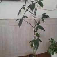 گل طبیعی