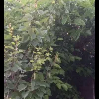 درخت توت
