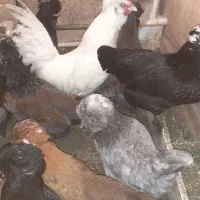 تخم مرغ سلطان اصل نطفه دار (خروس مرغ گیر جوان)|حیوانات مزرعه|کهک, |دیوار