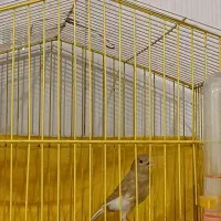 قناری نر اوپال جوان