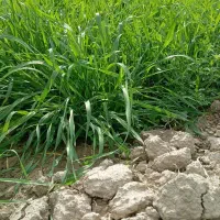 جو علف فروشی