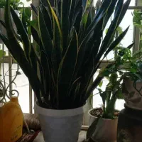 گل سانسوریا|گل و گیاه طبیعی|ری, منصوریه منگل|دیوار