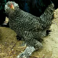 فروش جوجه مرغ دو ماهه نیم چیه ماهه