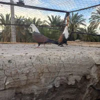 سرمخملی یا کله سفید نر