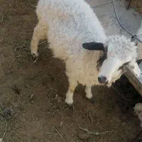 بزرگ وکوچک بره|حیوانات مزرعه|بیرجند, |دیوار