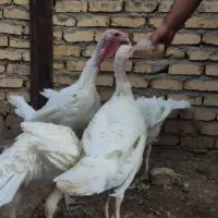 بوقلمون بیوتی 6 چهار ماهه