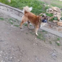 سگ نگهبانی