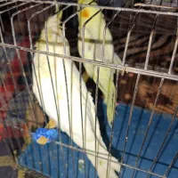 فروش یک جفت عروس هلندی مولد