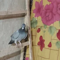 زاجر کیلومتری|پرنده|یزد, |دیوار