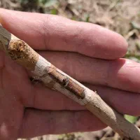 باغبانی  هرس وپیوند