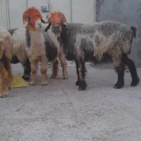میش باشیشک
