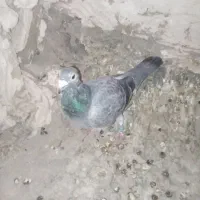 کفتر فروش فوری|پرنده|مشهد, امیرآباد|دیوار