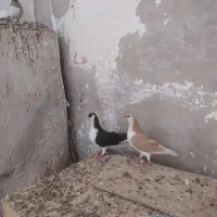 شهری|پرنده|شادگان, |دیوار