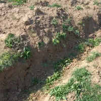 فوری فوری فروش زمین مسکونی در مینادخوی