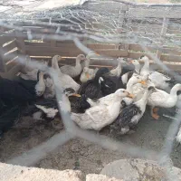 تعدادی اردک .. و .. مرغ عشق
