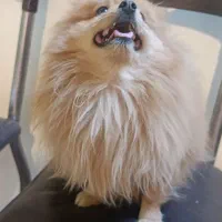 پامر خرسی|سگ|اصفهان, ناصرخسرو|دیوار