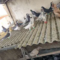 ۴۵تا کبوترشهرستانی تهران جان ندارند.بخون اول
