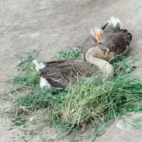فروش قوغاز