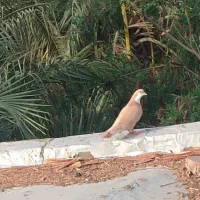 زرد ریش ماده