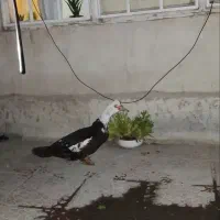 اردک اسرائیلی