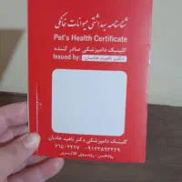 گربه خانگی|گربه|پردیس, فاز ۱۱|دیوار