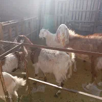 ۹عدد گوسفند نر و ماده۱۱۰میلون|حیوانات مزرعه|کرمان, |دیوار