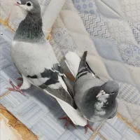 کفتر شهری جوجه|پرنده|شیراز, نیستان|دیوار