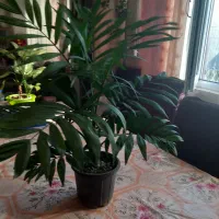 فروش تعدادی گل های زیبا آپارتمانی و مقاوم|گل و گیاه طبیعی|لاهیجان, مهرگان|دیوار