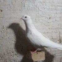 کفتر طوقی|پرنده|لالی, |دیوار