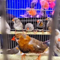 فنچ کینگ نرگسی بنگالی