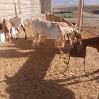 بز خارجی|حیوانات مزرعه|دره شهر, |دیوار