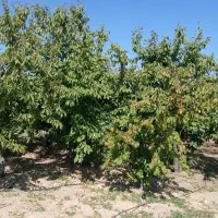 باغ گیلاس وبادام|فروش دفتر صنعتی، کشاورزی، تجاری|سامان, |دیوار