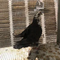 بزک سینه سفید