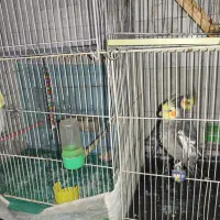 عروس هلندی دستی نر