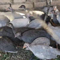 فروش  مرغ و خروس و سایر پرندگان