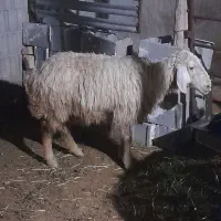 شیشک چاق سربری