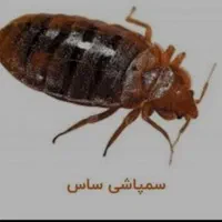 سم پاشی*ساس سوسک موریانه+سمپاشی بشرط سم آلمانی|خدمات نظافت|آبادان, |دیوار