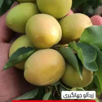 از نهالستان زرینه تا زمین شما بدون واسه نهال|خدمات باغبانی و درختکاری|مرودشت, محمد آباد|دیوار