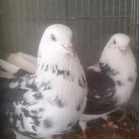 کبوتر پرشی