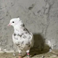 کبوترطوقی|پرنده|چابهار, |دیوار