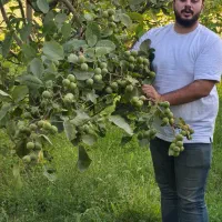 نهال گردو داری تضمین سلامت