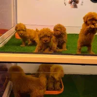 توی پودل اصیل از مولدین وارداتی|سگ|رشت, بلوار گیلان|دیوار