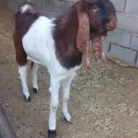 بزپاکستانی دوقلوزا تمام شکم‌اول ودوم پا ب بزا