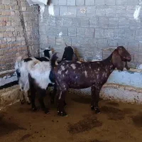 بز پاکستانی|حیوانات مزرعه|خرم‌آباد, |دیوار