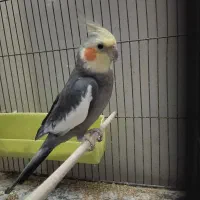 عروس هلندی دو عددنر مست