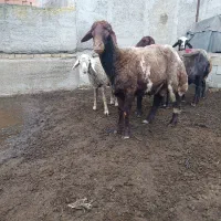 ی عدد قوچ ،با قوچ توقلی و گوسفند ماده