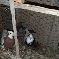 کبوتر