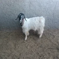 بزغاله دورگ سبک|حیوانات مزرعه|بیرجند, |دیوار